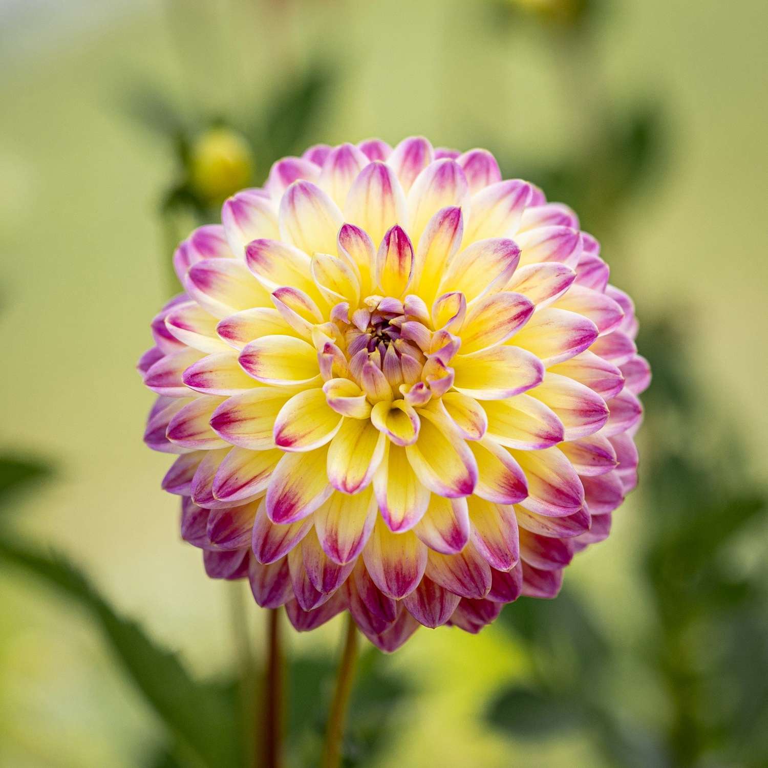 Dahlie 'Hapet Daydream'